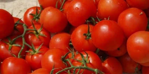 Sorte paradajza za predgrađa